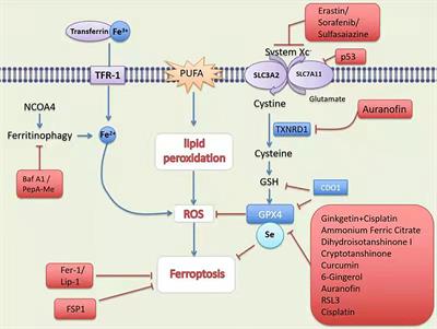 Frontiers | Ferroptosis: A New Strategy for Cancer Therapy