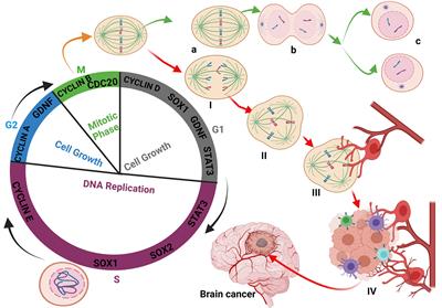 Frontiers | Cancer Metabolism: The Role of Immune Cells Epigenetic ...