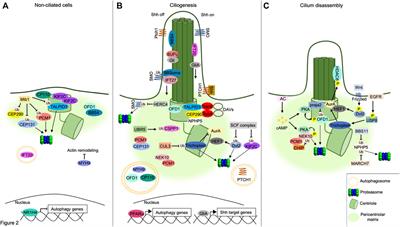 Frontiers | Pathophysiology of Primary Cilia: Signaling and ...