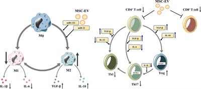 Frontiers | Mesenchymal Stem Cell-Derived Extracellular Vesicles in ...