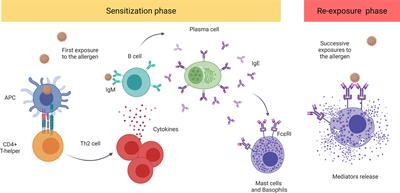 Frontiers | Pathophysiological, Cellular, and Molecular Events of the ...