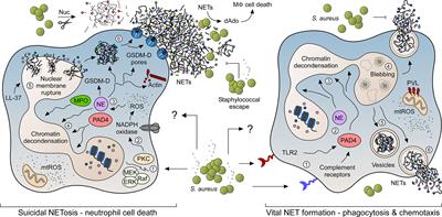 Staphylococcus aureus: Evasion of neutrophils - microbewiki