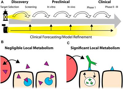 In Vitro vs In Vivo Preclinical Studies