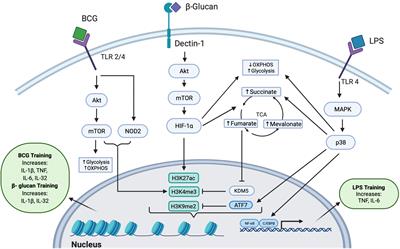 Frontiers | Trained Immunity: An Overview and the Impact on COVID-19