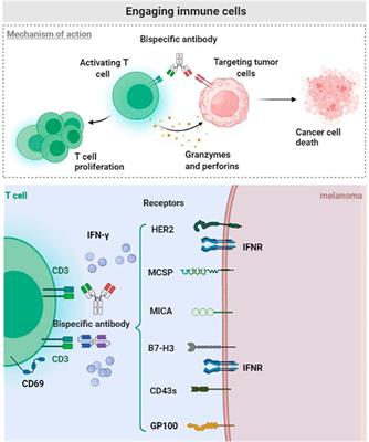 Frontiers | Bispecific Antibodies Progression in Malignant Melanoma