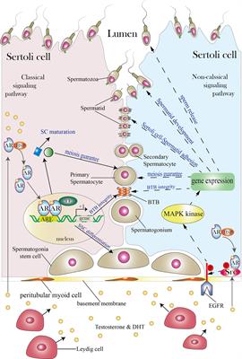 Frontiers | What Does Androgen Receptor Signaling Pathway in Sertoli ...