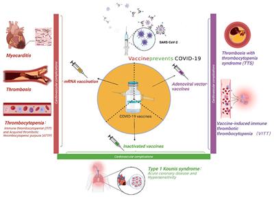 Frontiers | Cardiovascular Complications of COVID-19 Vaccines