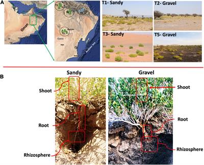 Frontiers | Microbiome Variation Across Populations of Desert Halophyte ...