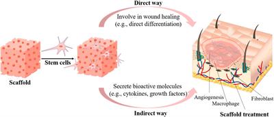 Skin tissue regeneration for burn injury