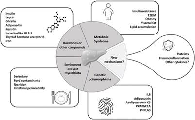 Coagulation and Endothelial Dysfunction Associated with NAFLD: Current  Status and Therapeutic Implications