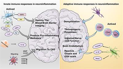 Frontiers | Platelets, Thromboinflammation and Neurovascular Disease