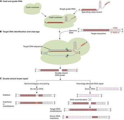 Frontiers | CRISPR/Cas9 and Nanotechnology Pertinence in Agricultural ...