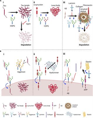 Frontiers | The Role of Extracellular Matrix Components in the ...