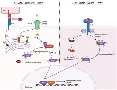 Frontiers | RhoG’s Role in T Cell Activation and Function