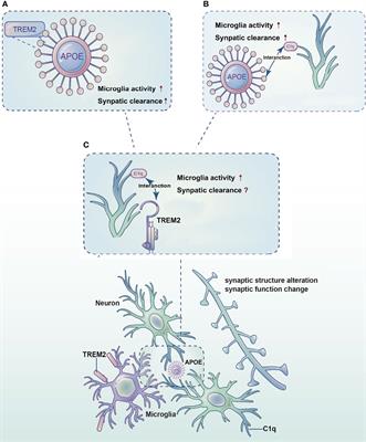 Frontiers | The Specific Mechanism of TREM2 Regulation of Synaptic ...