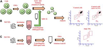 Frontiers | Primary and Secondary Genotoxicity of Nanoparticles ...