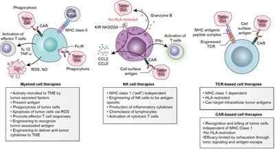 Frontiers  Adoptive Cell Therapy in Pediatric and Young Adult Solid Tumors:  Current Status and Future Directions