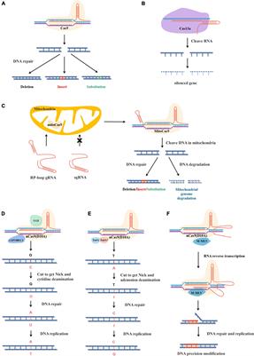 The CRISPR-Cas12a Platform for Accurate Genome Editing, Gene Disruption,  and Efficient Transgene Integration in Human Immune Cells
