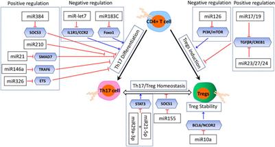 Frontiers | MicroRNAs in the regulation of Th17/Treg homeostasis and ...