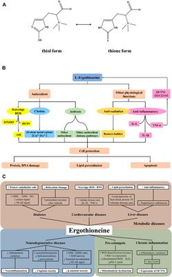 Frontiers | Ergothioneine as a Natural Antioxidant Against Oxidative ...