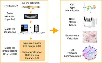 Frontiers | Single Cell Transcriptome Sequencing of Zebrafish Testis ...