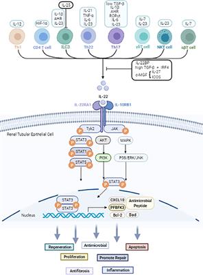 Frontiers | Interleukin-22 in Renal Protection and Its Pathological ...