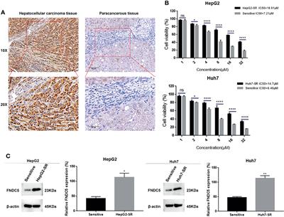 Frontiers | FNDC5 Causes Resistance to Sorafenib by Activating the PI3K ...