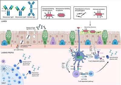 Frontiers | The Role of IgA in Chronic Upper Airway Disease: Friend or Foe?