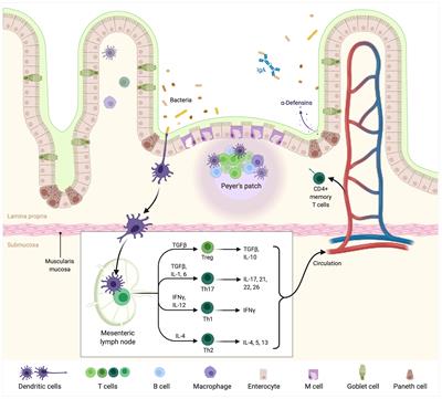 Frontiers | The Role of the Crosstalk Between Gut Microbiota and Immune ...