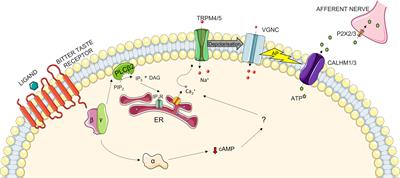 Figures and data in Bitter taste receptors confer diverse