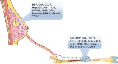 Representation of a breast undergoing expansion and subsequent