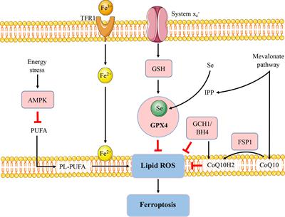 Frontiers | The Potential Role of Ferroptosis in Systemic Lupus ...