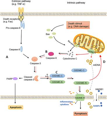 Frontiers | Gasdermin E: A Prospective Target for Therapy of Diseases