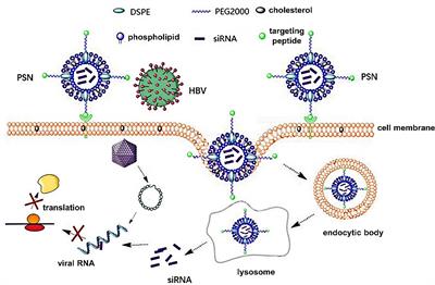 Frontiers | PreS/2-21-Guided siRNA Nanoparticles Target to Inhibit ...