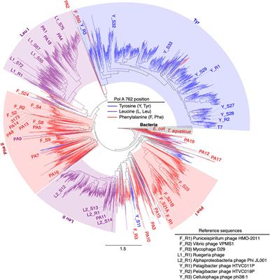 Evolution of Organic Solvent-Resistant DNA Polymerases