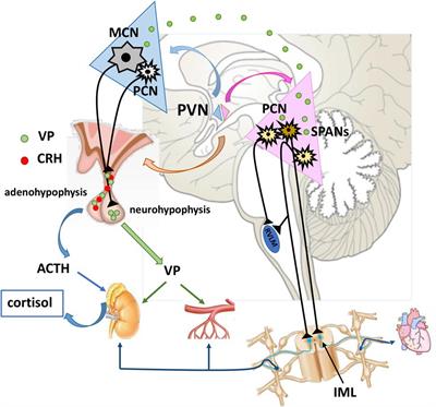 Frontiers | The Paraventricular Nucleus of the Hypothalamus in Control ...