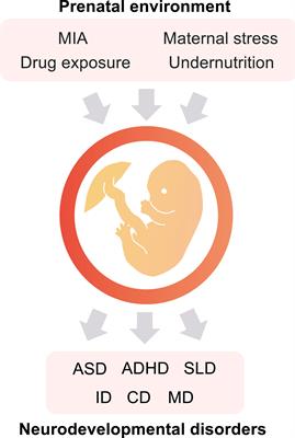 Prenatal Development  Introduction to Psychology