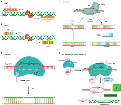 Frontiers | Genome Engineering Technology for Durable Disease ...