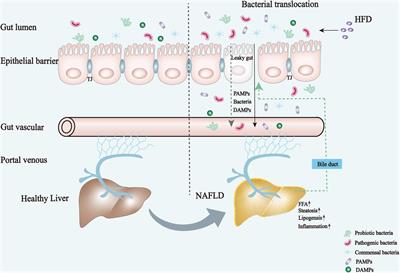 Beneficial effects of resistant starch for host health - Gut