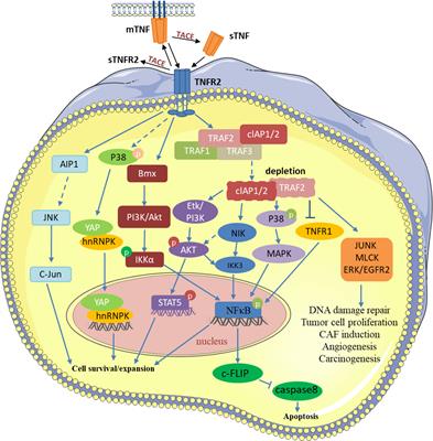 Frontiers | Targeting TNFR2: A Novel Breakthrough in the Treatment of ...