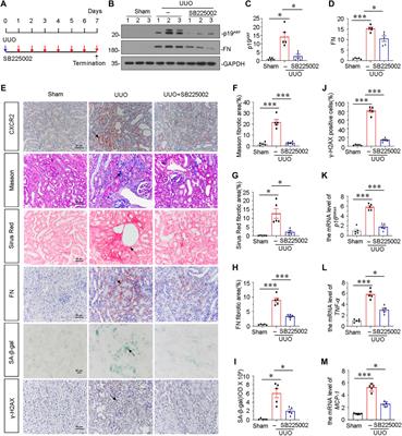 Frontiers | CXC Chemokine Receptor 2 Accelerates Tubular Cell ...