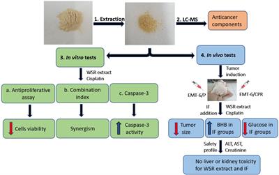 Combination of Ashwagandha Water Extract and Intermittent Fasting as a Therapy to Overcome Cisplatin Resistance in Breast Cancer: An in vitro and in vivo Study