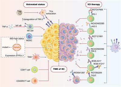 Frontiers | Novel Immune Checkpoints in Esophageal Cancer: From ...