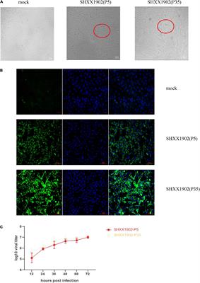 Frontiers | Pathogenicity and Immunogenicity of a Serially Passaged ...