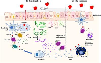 Frontiers | Lipid Ligands and Allergenic LTPs: Redefining the Paradigm ...