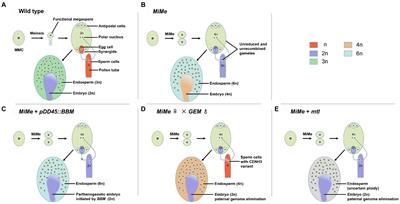 Frontiers | Options for Engineering Apomixis in Plants