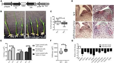 Frontiers  OsbZIP47 Is an Integrator for Meristem Regulators During Rice  Plant Growth and Development