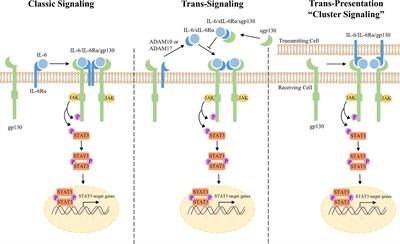 Frontiers | IL-6/JAK/STAT3 Signaling in Breast Cancer Metastasis ...