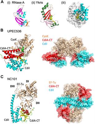 Frontiers | Functional and Structural Diversity of Bacterial Contact ...