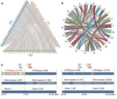 Frontiers | The De Novo Genome Assembly of Olea europaea subsp ...